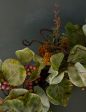 Faux Zanzibar Leaf with Berries Wreath Hot on Sale