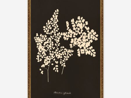 Adiantum Cuneatum Print by Anna Atkins Hot on Sale