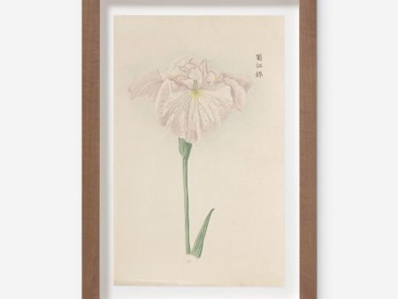 Vintage Japanese Iris No. 22 Wall Art by Miyoshi Manabu on Sale