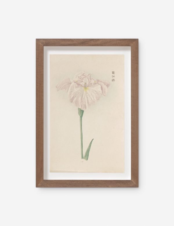 Vintage Japanese Iris No. 22 Wall Art by Miyoshi Manabu on Sale