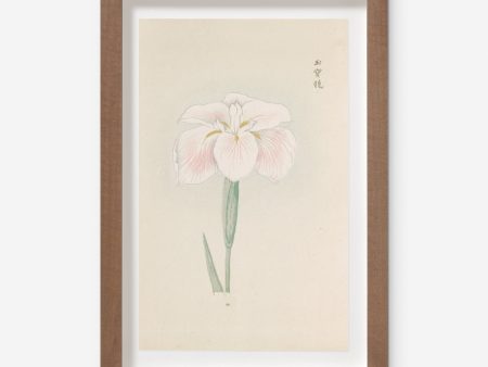 Vintage Japanese Iris No. 48 Wall Art by Miyoshi Manabu Online now