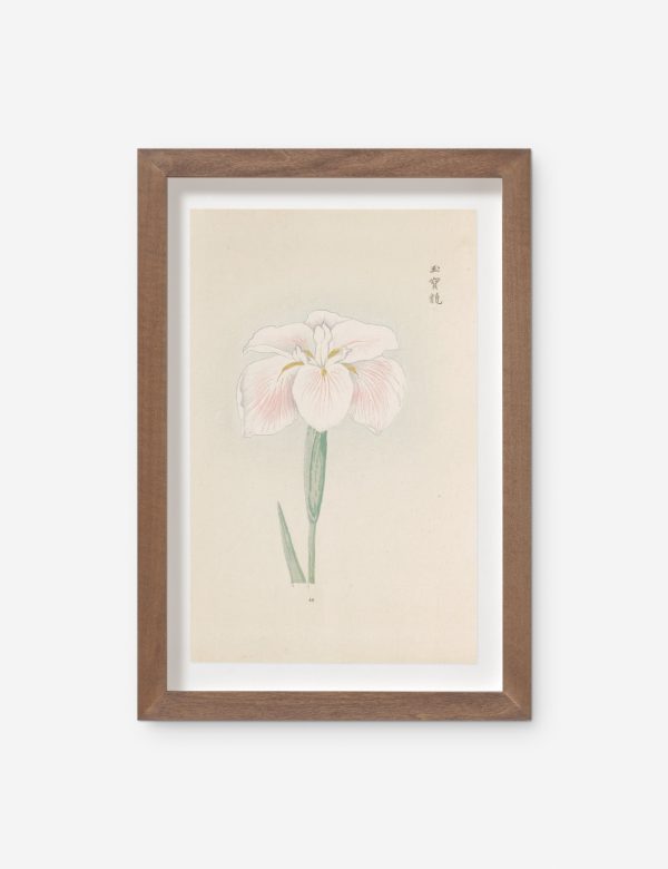 Vintage Japanese Iris No. 48 Wall Art by Miyoshi Manabu Online now