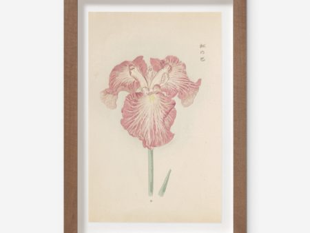 Vintage Japanese Iris No. 18 Wall Art by Miyoshi Manabu Discount