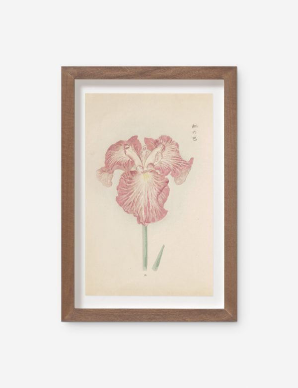 Vintage Japanese Iris No. 18 Wall Art by Miyoshi Manabu Discount