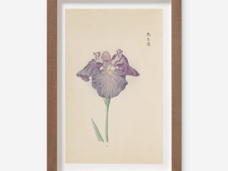 Vintage Japanese Iris No. 29 Wall Art by Miyoshi Manabu Fashion