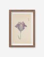 Vintage Japanese Iris No. 29 Wall Art by Miyoshi Manabu Fashion