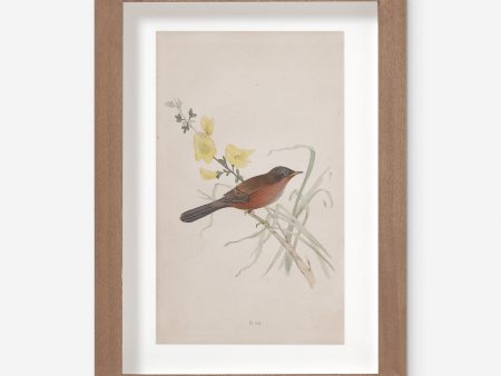 Vintage Bird Watercolor No. 69 Wall Art by Visual Contrast Online Sale