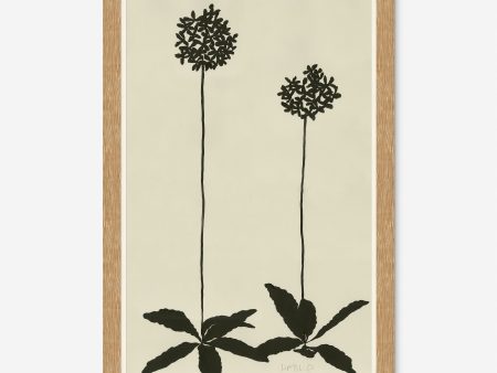 Allium Wall Art by Susan Hable Fashion