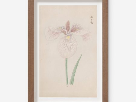 Vintage Japanese Iris No. 34 Wall Art by Miyoshi Manabu For Sale