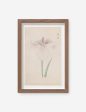 Vintage Japanese Iris No. 34 Wall Art by Miyoshi Manabu For Sale