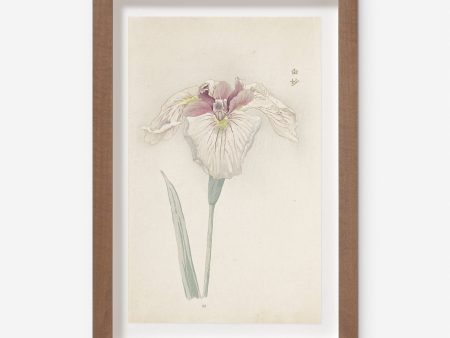 Vintage Japanese Iris No. 33 Wall Art by Miyoshi Manabu For Discount