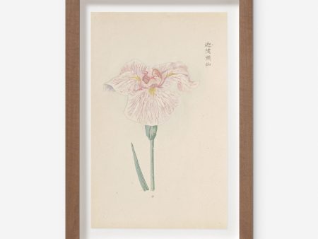 Vintage Japanese Iris No. 17 Wall Art by Miyoshi Manabu Online now