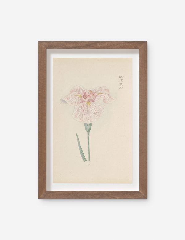 Vintage Japanese Iris No. 17 Wall Art by Miyoshi Manabu Online now