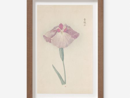 Vintage Japanese Iris No. 25 Wall Art by Miyoshi Manabu on Sale