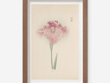 Vintage Japanese Iris No. 19 Wall Art by Miyoshi Manabu Discount