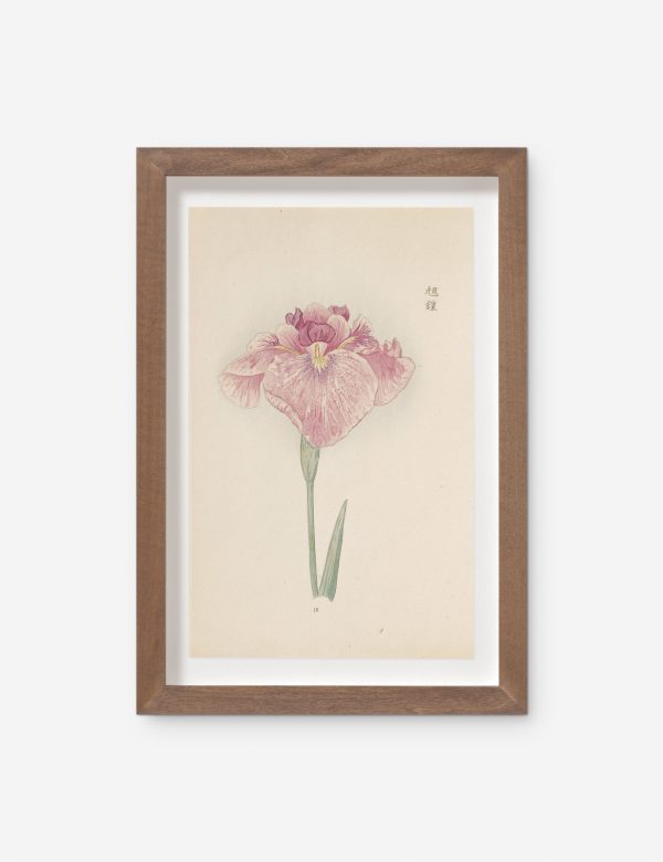 Vintage Japanese Iris No. 19 Wall Art by Miyoshi Manabu Discount