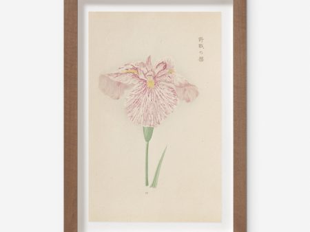 Vintage Japanese Iris No. 20 Wall Art by Miyoshi Manabu Hot on Sale