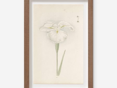 Vintage Japanese Iris No. 10 Wall Art by Miyoshi Manabu Online Sale