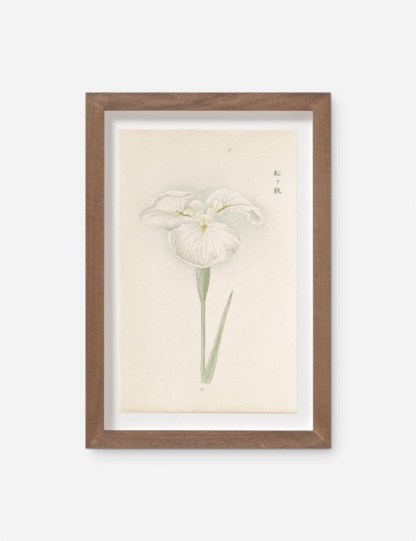 Vintage Japanese Iris No. 10 Wall Art by Miyoshi Manabu Online Sale