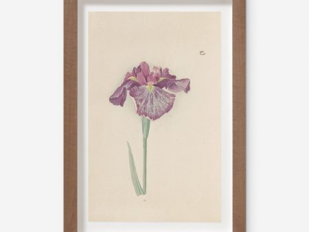 Vintage Japanese Iris No. 28 Wall Art by Miyoshi Manabu Supply