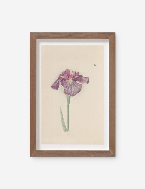 Vintage Japanese Iris No. 28 Wall Art by Miyoshi Manabu Supply