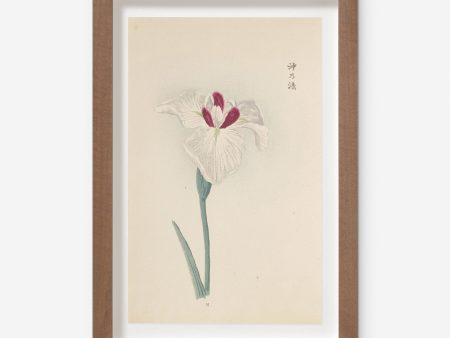 Vintage Japanese Iris No. 31 Wall Art by Miyoshi Manabu Hot on Sale