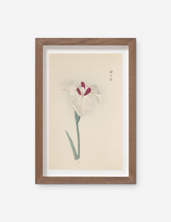 Vintage Japanese Iris No. 31 Wall Art by Miyoshi Manabu Hot on Sale