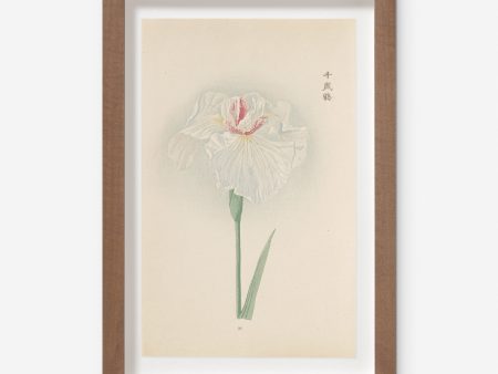 Vintage Japanese Iris No. 35 Wall Art by Miyoshi Manabu Discount