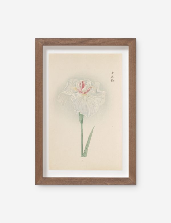 Vintage Japanese Iris No. 35 Wall Art by Miyoshi Manabu Discount