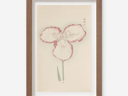 Vintage Japanese Iris No. 30 Wall Art by Miyoshi Manabu For Cheap