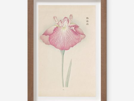 Vintage Japanese Iris No. 23 Wall Art by Miyoshi Manabu Online now