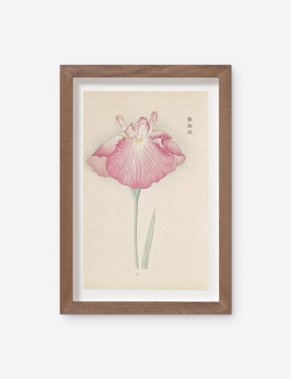 Vintage Japanese Iris No. 23 Wall Art by Miyoshi Manabu Online now