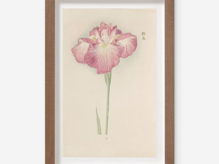 Vintage Japanese Iris No. 26 Wall Art by Miyoshi Manabu Hot on Sale